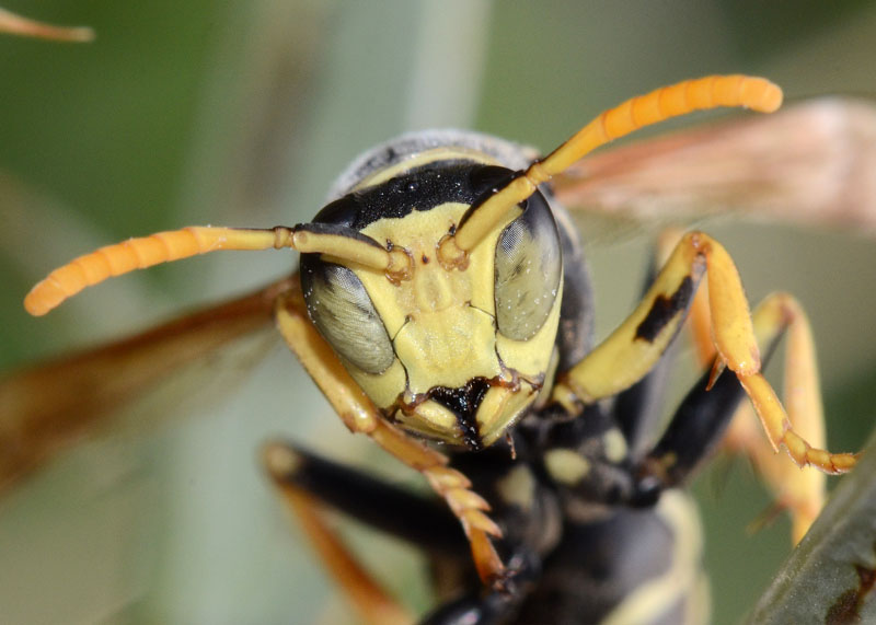 Polistes semenowi